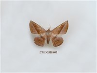 藏品(尺蛾4)的圖片